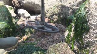 Metal Detecting on the Beach Exmouth UK [upl. by Wehttan379]