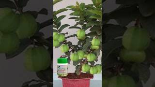 Best natural rooting hormone for cutting guava tree shorts [upl. by Earahc]