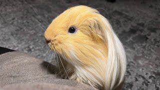 A cute guinea pig purrs [upl. by Crowns984]