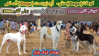 Special Pakistan Dogs 🐶 Market 👌 Pitbull vs Kohati gultair  Ep 2  Pk Animals [upl. by Jaymee]