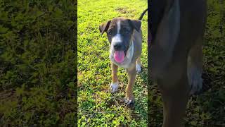 This puppy is very poisonous😂shortvideo entertainingpets funnypets dog animals doglovers [upl. by Onilegna]