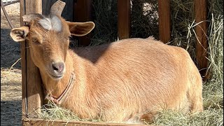 You won’t believe this Nigeriandwarf goat [upl. by Gault]