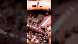 Phylum Annelida taxonomic facts 11bio biologyscience [upl. by Einnahc]