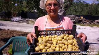 Orto e cibo – come conservare le patate dopo il raccolto [upl. by Aihseket]