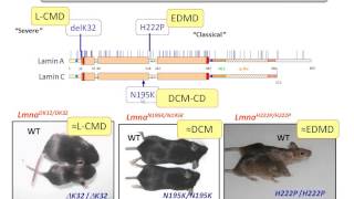 Overview of LMNA by Dr Gisele Bonne [upl. by Scrivings]