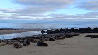 Wild Seals Watch at Horsey Beach Norfolk UK 观看野生海豹 英国诺福克海岸 2023 January [upl. by Llenna]