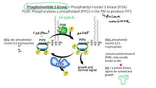 ECRs Lots of phospho and Akt [upl. by Starbuck963]