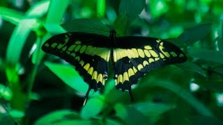 Butterflies In Motion In Icacos Trinidad [upl. by Rustice]