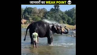 इन खतरनाक जानवरों की कमजोरी क्या है  Weak Point Of Dangerous Animals  Facts shorts [upl. by Cymbre771]