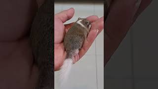 CUTE AFRICAN DORMICE cute pets cutepets shortvideo shorts cover [upl. by Yelich]