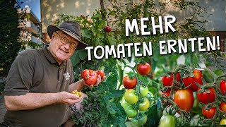 8 Tipps für eine bessere Tomaten Anzucht amp Ernte 🍅  Richtige Aussaat Pflanzung amp Pflege [upl. by Edahc]