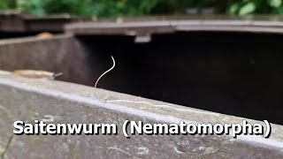 Saitenwurm Nematomorpha [upl. by Razaile]