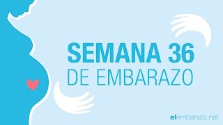 Semana 36 de embarazo  36 semanas de embarazo  El embarazo semana a semana [upl. by Nancee]