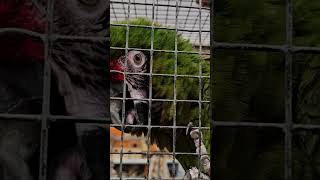 RedFronted Macaw at Haaris Pet Centre in Hainault  Birds [upl. by Enaitsirhc]