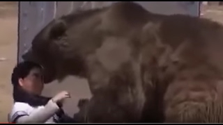 Grizzly Bear Attack  Rips Head Off on Live TV Show [upl. by Stav150]