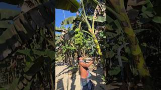 Funny banana part 52 shorts viral bananna satisfying farming shortvedios bananacutting [upl. by Yeldah]