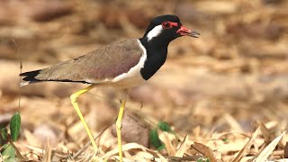 Redwattled Lapwing Call  Birding in Thailand  นกกระแต้แวด [upl. by Einre]