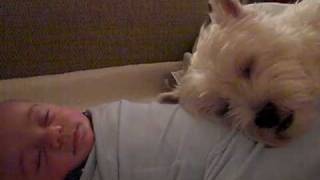 Westie Dog sleeps on baby [upl. by Ashbey767]