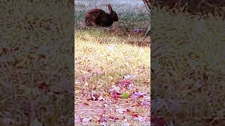 Happy Morning Feed 🌈 EUROPEAN RABBIT Oryctolagus cuniculus or CONEYnature rabbitsworldwide [upl. by Daniala]