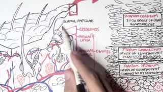 Dermatology  Overview [upl. by Katherine]