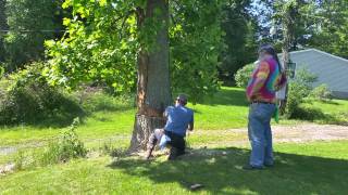 Cutting down the tulip tree [upl. by Molini998]