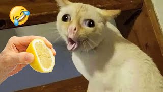 Ultimate Funny Cats and Dogs 😻🐶 Funniest Animals 😂 Part 10 [upl. by Ennasil982]