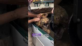 Penyelamatan kura kura dari dalam lumpur kurakura faktaunik turtle shortvideo [upl. by Tnahs]