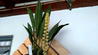 Dendrochilum cobbianum em flhor [upl. by Aysahc]