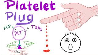 Platelet Plug  Primary Hemostasis  Platelet Adhesion amp Aggregation  How The Clot Forms [upl. by Dennett]