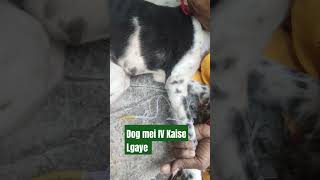 Dog mei IV Kaise Lgaye  How to Give Fluid therapy in Dog [upl. by Itirp]