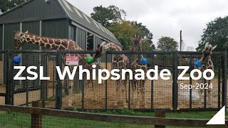 ZSL Whipsnade Zoo Sep2024 [upl. by Suitangi888]