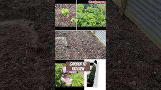 Planting Potatoes A SeedtoHarvest Journeyallotment vlogss [upl. by Eilliw]