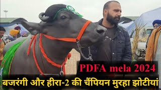 PDFA mela 2024 दुसरे और तीसरे नंबर की चैंपियन मुरहा झोटीयां बजरंगी और हीरा का जबरदस्त रिजल्ट [upl. by Esenahs]