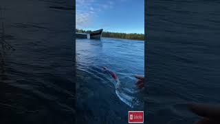 If Alaska salmon fishing were always this easy alaskafishing fishingtips catchandrelease [upl. by Higgins]