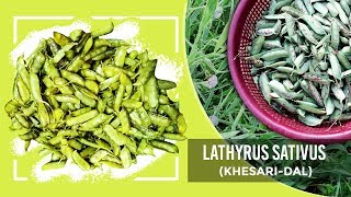 How to cook Green Lathyrus Sativus  KHESARI DAL  लतरी या खेसारी  Dice fun [upl. by Hagile]