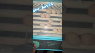 Guinea Eggs incubation trending viralvideo vlog [upl. by Alletnahs424]