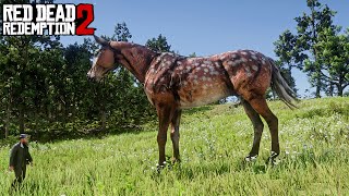 No players found this rare horse in this place  RDR2 [upl. by Peirce]