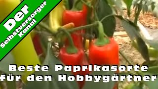 Beste Paprikasorte für den Hobbygärtner [upl. by Dewar]