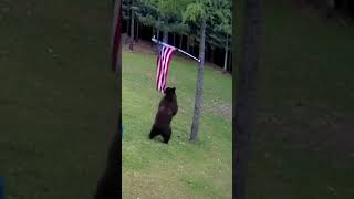 Unpatriotic Bear [upl. by Wiley145]