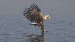 Sielmanns heimische Tiere  Der Seeadler [upl. by Illib]