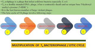 Lytic Cycle of T4 Bacteriophage [upl. by Yraccaz]