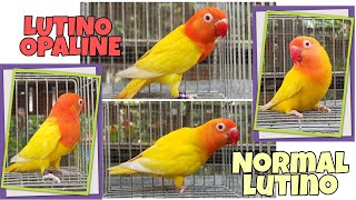 African Lovebirds Normal Lutino VS Lutino Opaline [upl. by Annenn84]