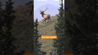 Kill a lot of bulls if only you could play the wind right every time bowhunting [upl. by Hallerson544]