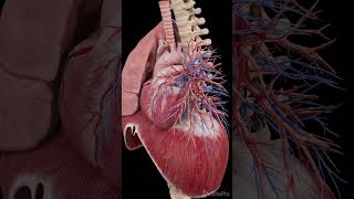 3d anatomy of the heart and diaphragm anatomy meded science [upl. by Saleme740]