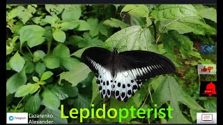 What Does a Lepidopterist Study [upl. by Gracie]