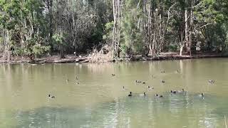 Ducks Swimming in the Pond Ambarvale Australia [upl. by Nyrat]