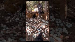 ब्राजील का अनोखा मुर्गी पालन  Amazing Hens Farming shorts poultryfarming [upl. by Zeiler866]