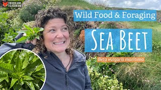 Sea Beet Wild Food amp Foraging [upl. by Hgielsa]