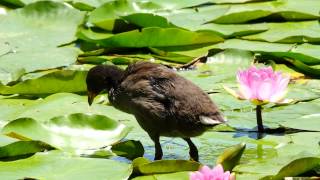 Juvenile Dusky Moorhen Gallinula tenebrosa  Junges Papua Teichhuhn [upl. by Toni]