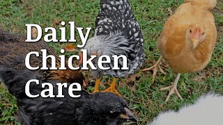 Daily Chicken Care Documentary [upl. by Puett744]